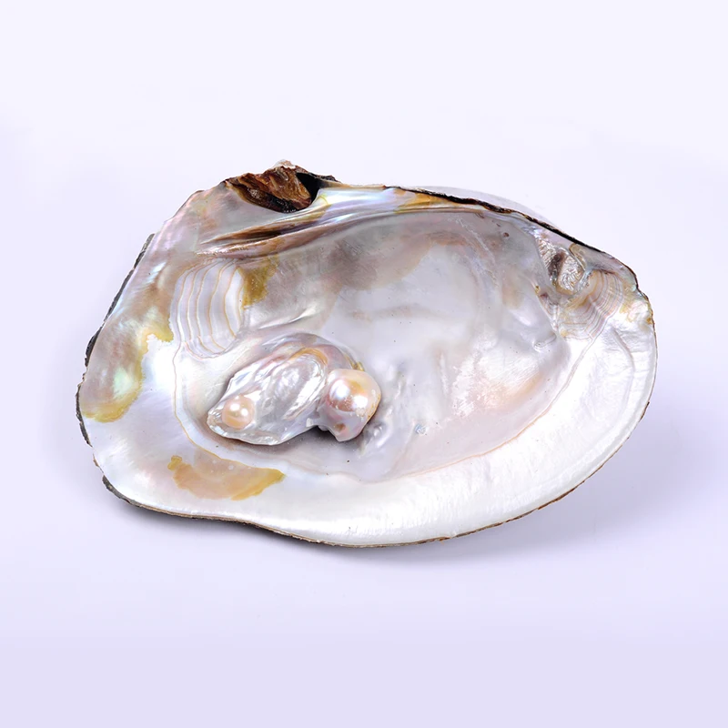 RUI ILGAI 1pc 11*17cm AA kokybės natūralių gėlo vandens perlų austrių clam lukštais, amatai, juvelyrika Nuotrauka 1